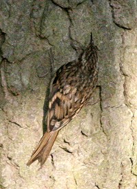 Treecreeper - Certhia familiaris