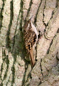 Treecreeper - Certhia familiaris