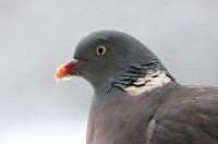 Wood Pigeon - Columba palumbus