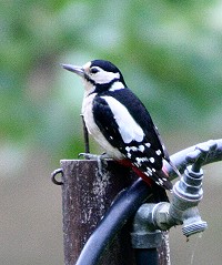 Great Spotted Woodpecker - Dendrocopus Major