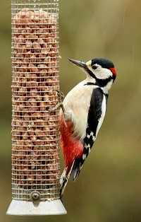 Great Spotted Woodpecker - Dendrocopus Major