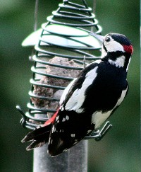 Great Spotted Woodpecker - Dendrocopus Major
