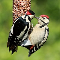 Great Spotted Woodpecker - Dendrocopus Major