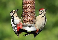 Great Spotted Woodpecker - Dendrocopus Major