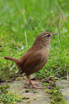 Wren - Troglodytes troglodytes