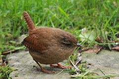 Wren - Troglodytes troglodytes