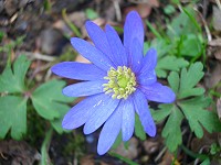 Anemone blanda