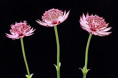 Astrantia