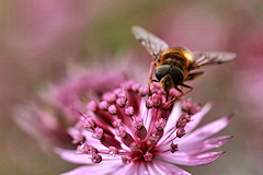 Astrantia