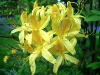 Azalea