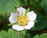 Barren Strawberry - Potentilla sterilis