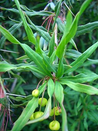 Barberry - Berberis