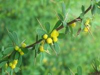 Barberry - Berberis darwinii