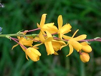 Barberry - Berberis darwinii