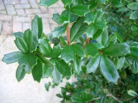 Barberry - Berberis darwinii