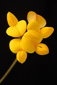 Birdsfoot Trefoil