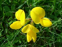Birdsfoot Trefoil