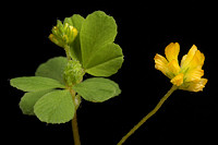 Black Medick - Medicago lupulina