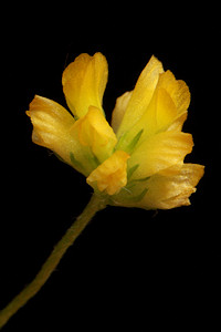 Black Medick - Medicago lupulina