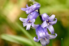 English Bluebell - Hyacinthoides non-scripta