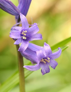 English Bluebell - Hyacinthoides non-scripta