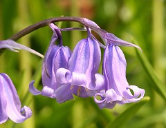 English Bluebell - Hyacinthoides non-scripta