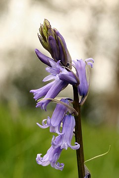 English Bluebell - Hyacinthoides non-scripta