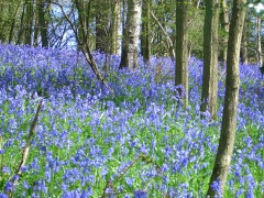 English Bluebell woods