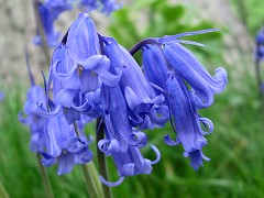 English Bluebell - Hyacinthoides non-scripta