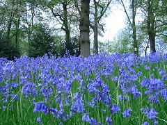 English Bluebell woods