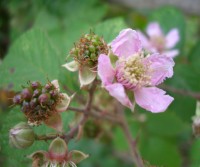 Bramble - Rubus fruticosus