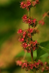 Broad-leaved Dock - Rumex obtusifolius
