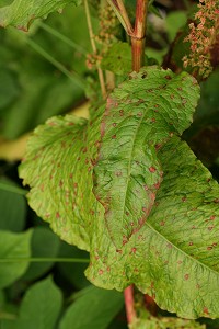 Broad-leaved Dock - Rumex obtusifolius