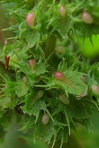 Broad-leaved Dock - Rumex obtusifolius