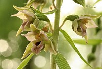 Broad-leaved Helleborine - Epipactis helleborine