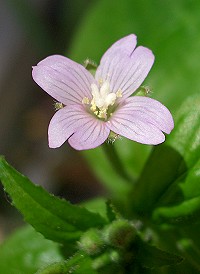 Broad-leaved Willowherb - Epilobium montanum