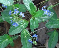 Brooklime - Veronica beccabunga