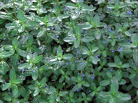 Brooklime - Veronica beccabunga