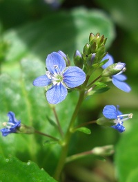 Brooklime - Veronica beccabunga