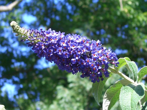 buddleia-1.jpg