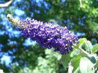 Buddleia