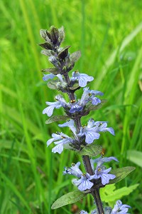 Bugle - Ajuga reptans