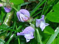 Bush Vetch - Vicia sepium