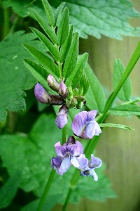 Bush Vetch - Vicia sepium