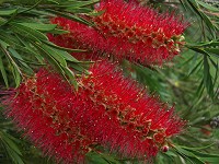 Callistemon - Crimson Bottlebrush