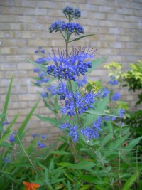 Caryopteris