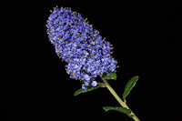 Californian Lilac - Ceanothus