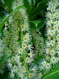 Cherry Laurel - prunus laurocerasus