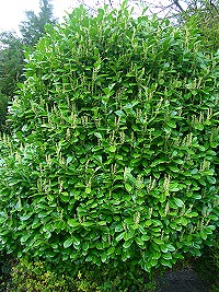 Cherry Laurel - prunus laurocerasus