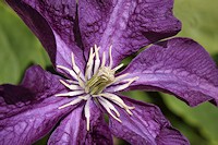 Clematis